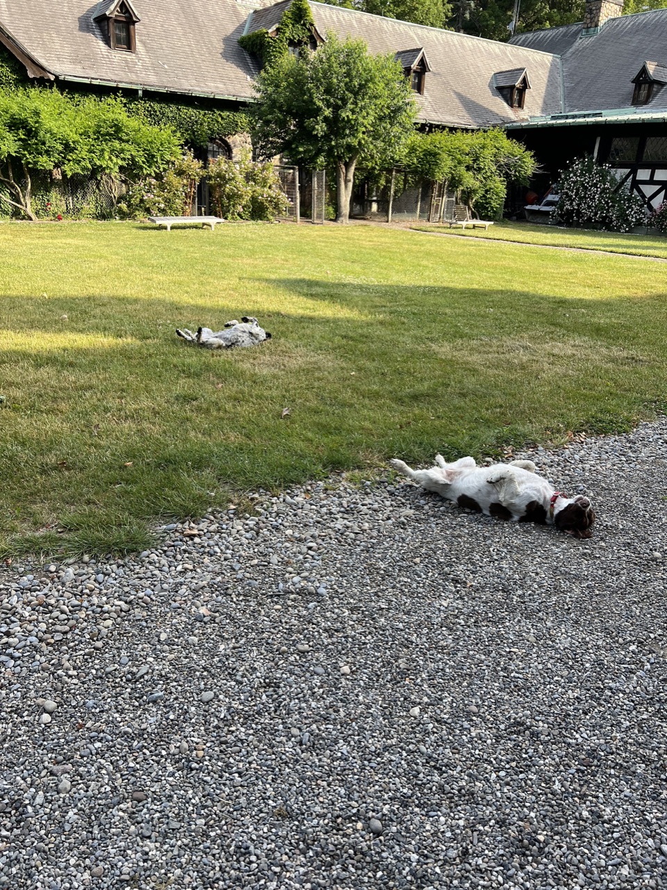 Doggies