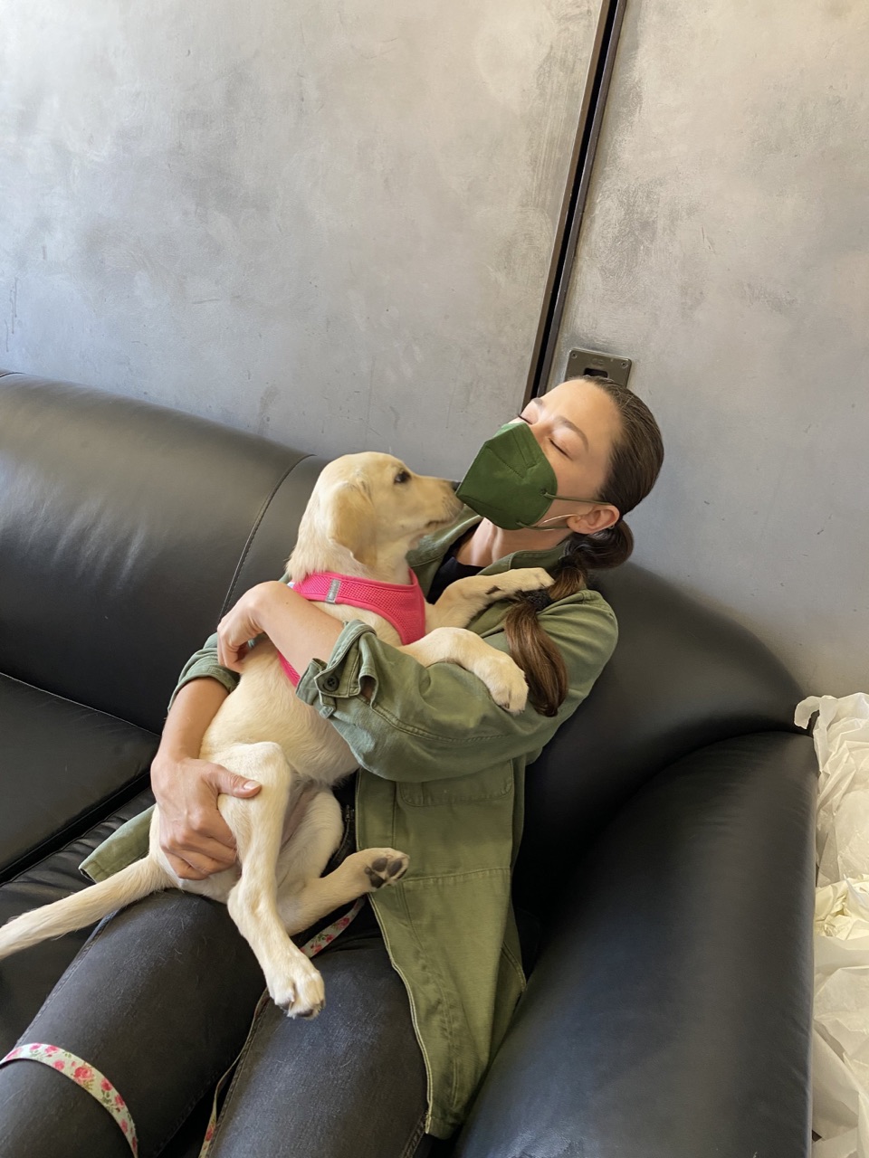 Set Dogs